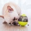 Doggy Surprise | Play With Your Food
