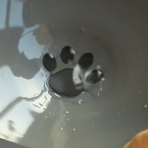 CleanBowl™ - Splash Proof Pet Bowl – Love Happy Pets